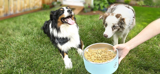 Is Lamb Fresh Dog Food Good for Sensitive Stomachs? | SKOV Pet