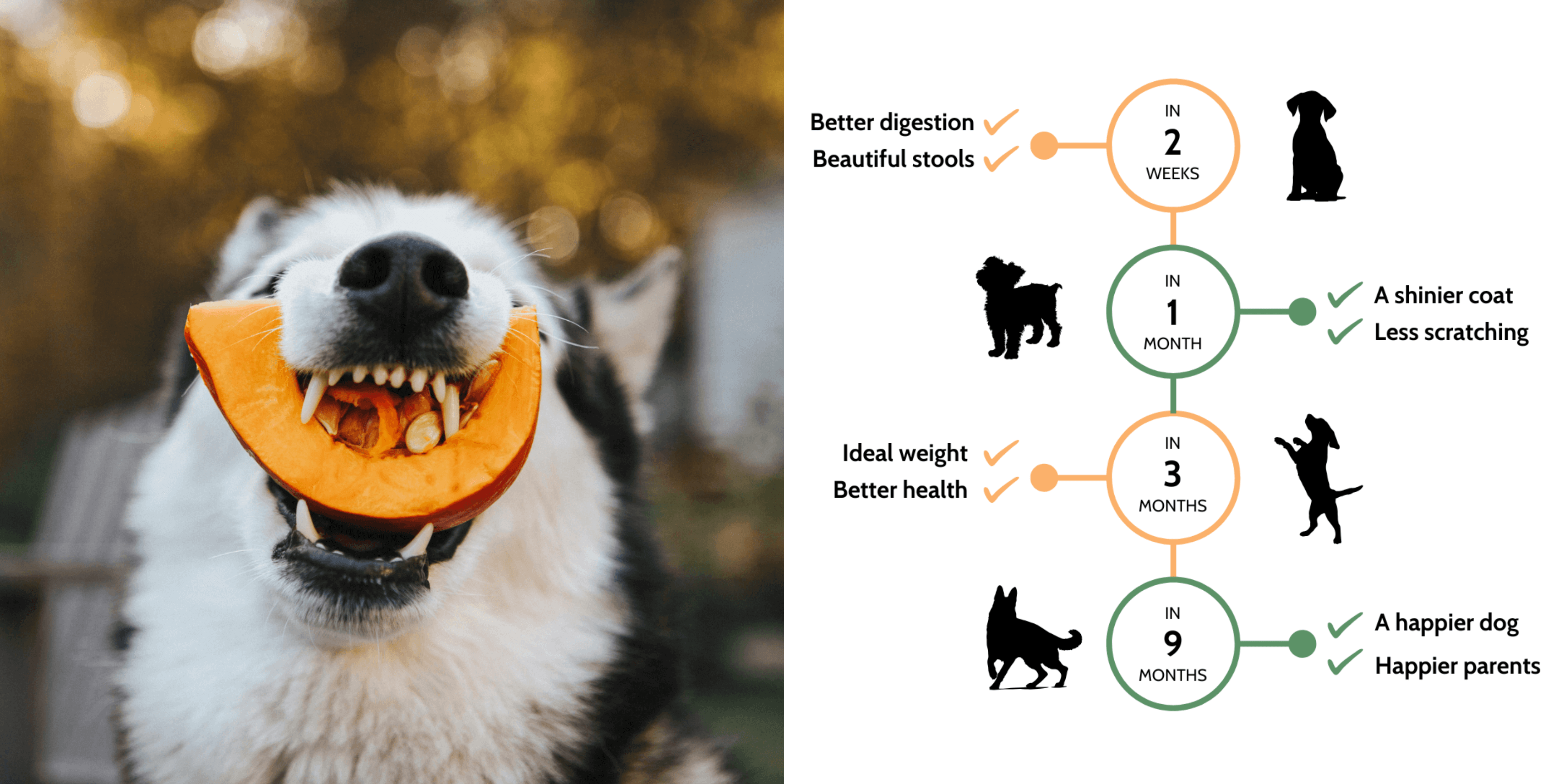 Skov Pet Banner Happier Dog