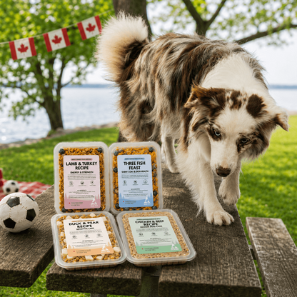 The Pup Cup Trial Box | 8 Fresh Meal Packs