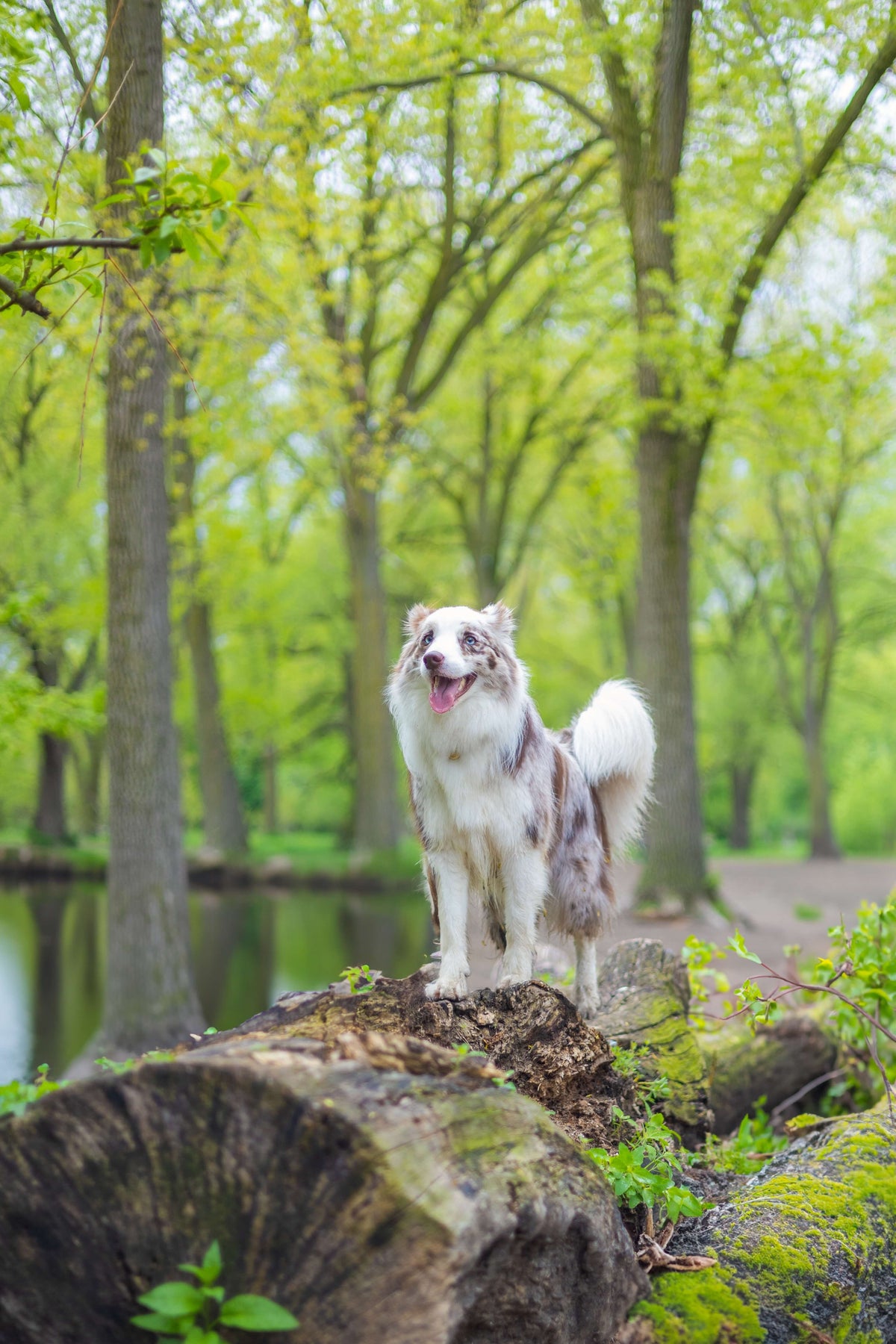 skov pet about us 01