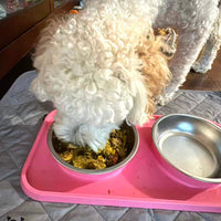 skov pet testimonial 19